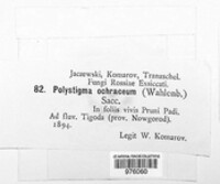 Polystigma ochraceum image
